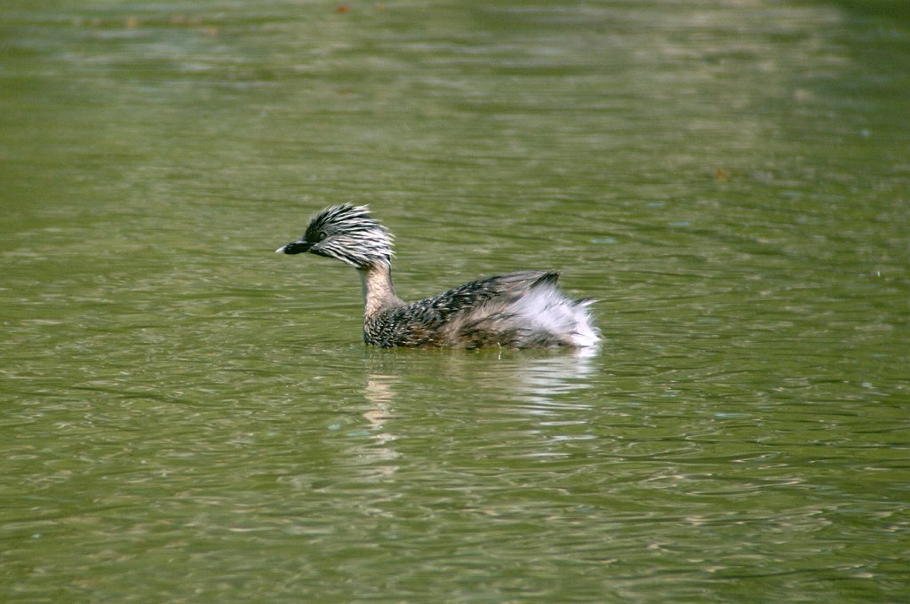 Grebe, Hoary-headed, 2008-01085454b Duck Lagoon, AU.jpg - Hoary-headed Grebe. Duck Lagoon, KI, AU, 1-8-2008